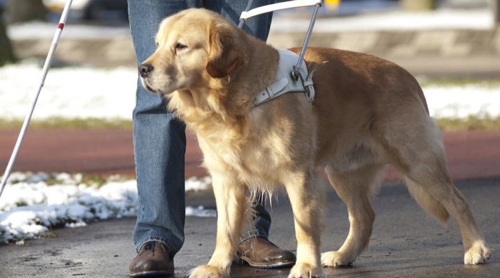 Service Dogs Story