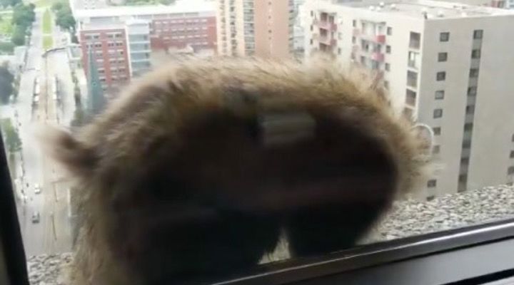 Raccoon Climbs Building Story