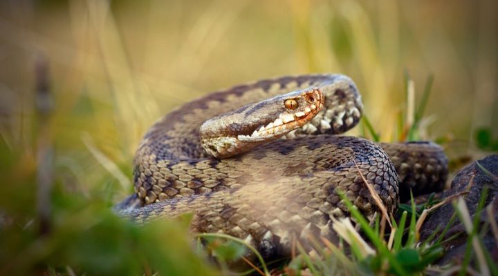 Deadliest Animals in Australia