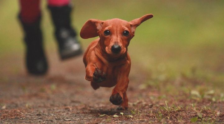 Dangerous Dog Breeds