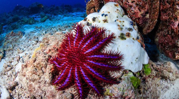 RangerBot Great Barrier Reef