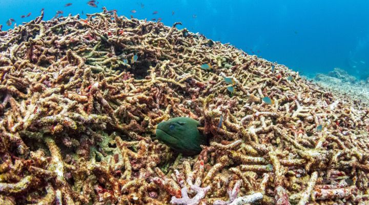 RangerBot Great Barrier Reef