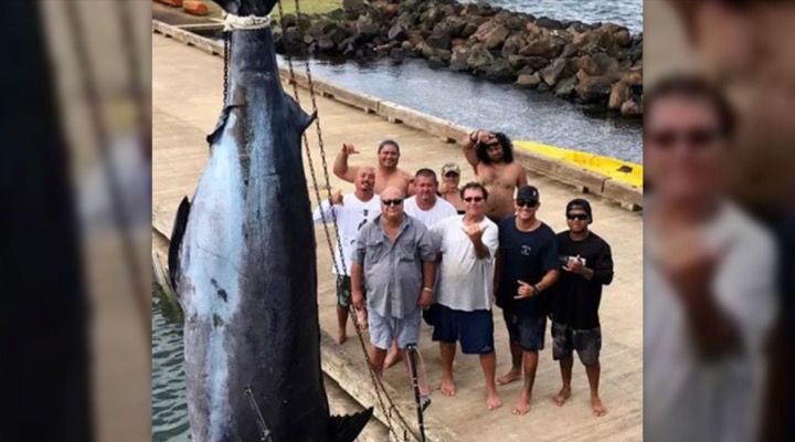 Record Blue Marlin Story