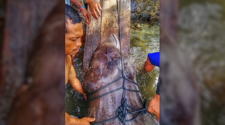 Whale Dies Plastic Stomach Story